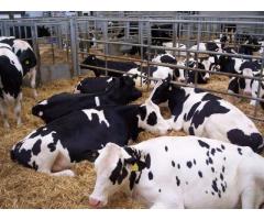 Jersey, Holsteins, Guernseys y otras vacas lecheras