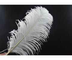 plumas de avestruz para decoración y carnavales - Imagen 1/3