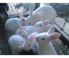 Venta de Conejos