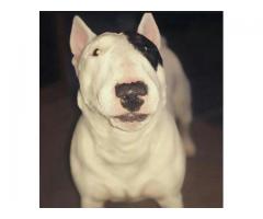 cachorros bull terrier - Imagen 4/4