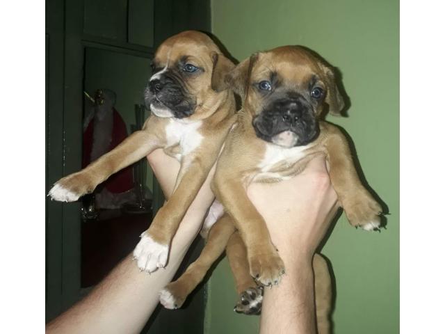 Vendo Cachorros Boxers Perros En Caracas Distrito Capital