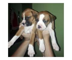 vendo cachorros boxers - Imagen 4/6