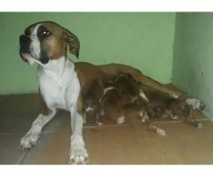 vendo cachorros boxers - Imagen 5/6