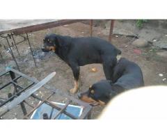 Cachorra Rottweiler Puro - Imagen 4/4