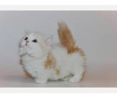 gatitos munchkin para la venta - Imagen 3/3