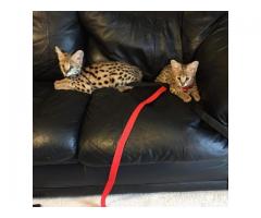 Sobresalientes gatitos de Savannah Disponible tica registrada