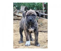 Cachorro pitbull macho - Imagen 4/6