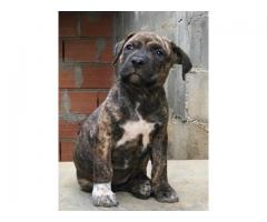 Cachorro pitbull macho - Imagen 6/6