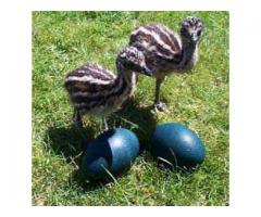 Avestruces, Emus, nandous y sus huevos.