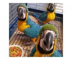 Bebé guacamayos pájaros para tu hogar