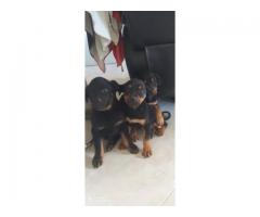 Cachorros Rottweiler en venta - Imagen 4/6