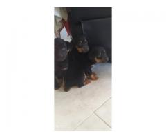 Cachorros Rottweiler en venta - Imagen 6/6