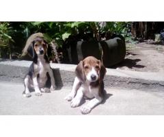 Hermosos cachorros Beagle tricolor Puro con Azul de Cascuña.