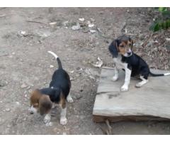 Hermosos cachorros Beagle tricolor Puro con Azul de Cascuña. - Imagen 4/6