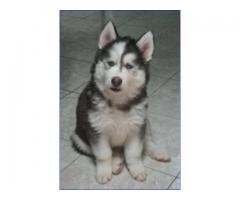 huski siberianos en venta - Imagen 4/6