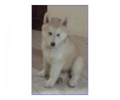 huski siberianos en venta - Imagen 5/6