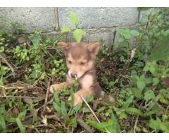 Cachorras Huskys Siberiano - Imagen 4/6