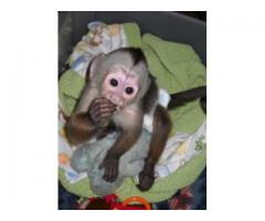 venta de monos capuchinos