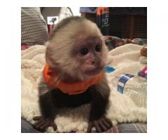 venta de monos capuchinos