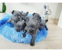 Cachorros de bulldog francés azul
