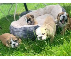 Venta de cachorros de bulldog inglés inteligentes - Imagen 3/3