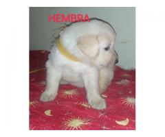 Hermosos Cachorritos Golden Retriever - Imagen 4/6