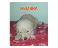 Hermosos Cachorritos Golden Retriever - Imagen 5/6