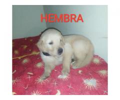 Hermosos Cachorritos Golden Retriever - Imagen 6/6