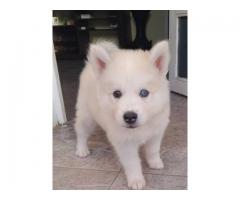 Cachorros Husky siberiano ojos azules - Imagen 2/2