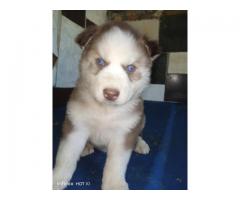 Husky ojos azules