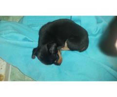 Cachorro pincher - Imagen 5/6