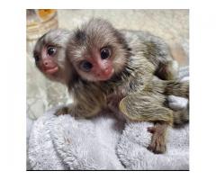 2 Monos Tití saludable e inteligente para venta