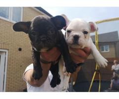 Hermosos cachorros de Bulldog Francés para un buen hogar