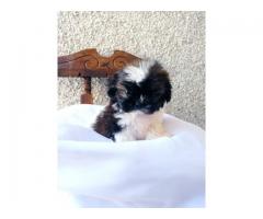 Shih-tzu - Imagen 4/5