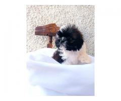 Shih-tzu - Imagen 5/5