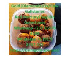 Where to buy diseased free Cow/Ox cattle Gallstones