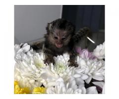 Mono tití domesticado a mano para adopción