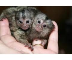 Impresionante mono tití en adopción