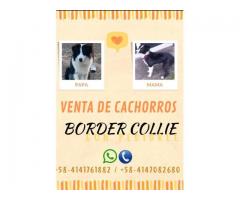 Venta cachorros border collie de PEDIGREE - Imagen 6/6