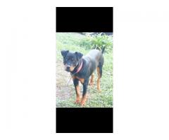 Vendo rottweiler de nueve meses - Imagen 4/4