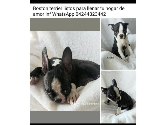 Boston terrier cachorros disponibles - 2/5
