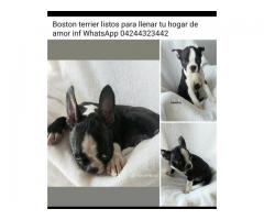 Boston terrier cachorros disponibles