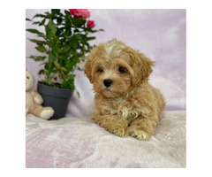 Hermosos cachorros de maltipoo