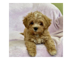 Hermosos cachorros de maltipoo