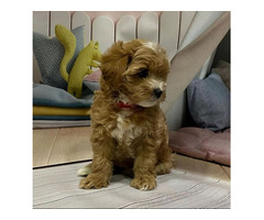 Hermosos cachorros de maltipoo