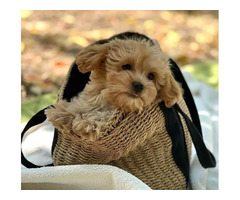 Hermosos cachorros de maltipoo - Imagen 4/5