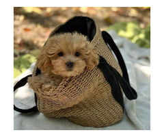 Hermosos cachorros de maltipoo - Imagen 5/5