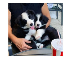 Adorables cachorros de Border Collie