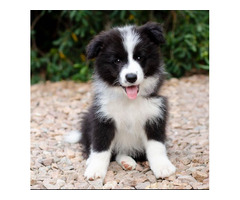 Adorables cachorros de Border Collie