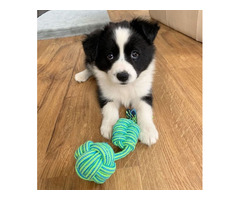 Adorables cachorros de Border Collie